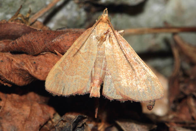 Aiuto id. Pyralidae - Hypsopygia incarnatalis